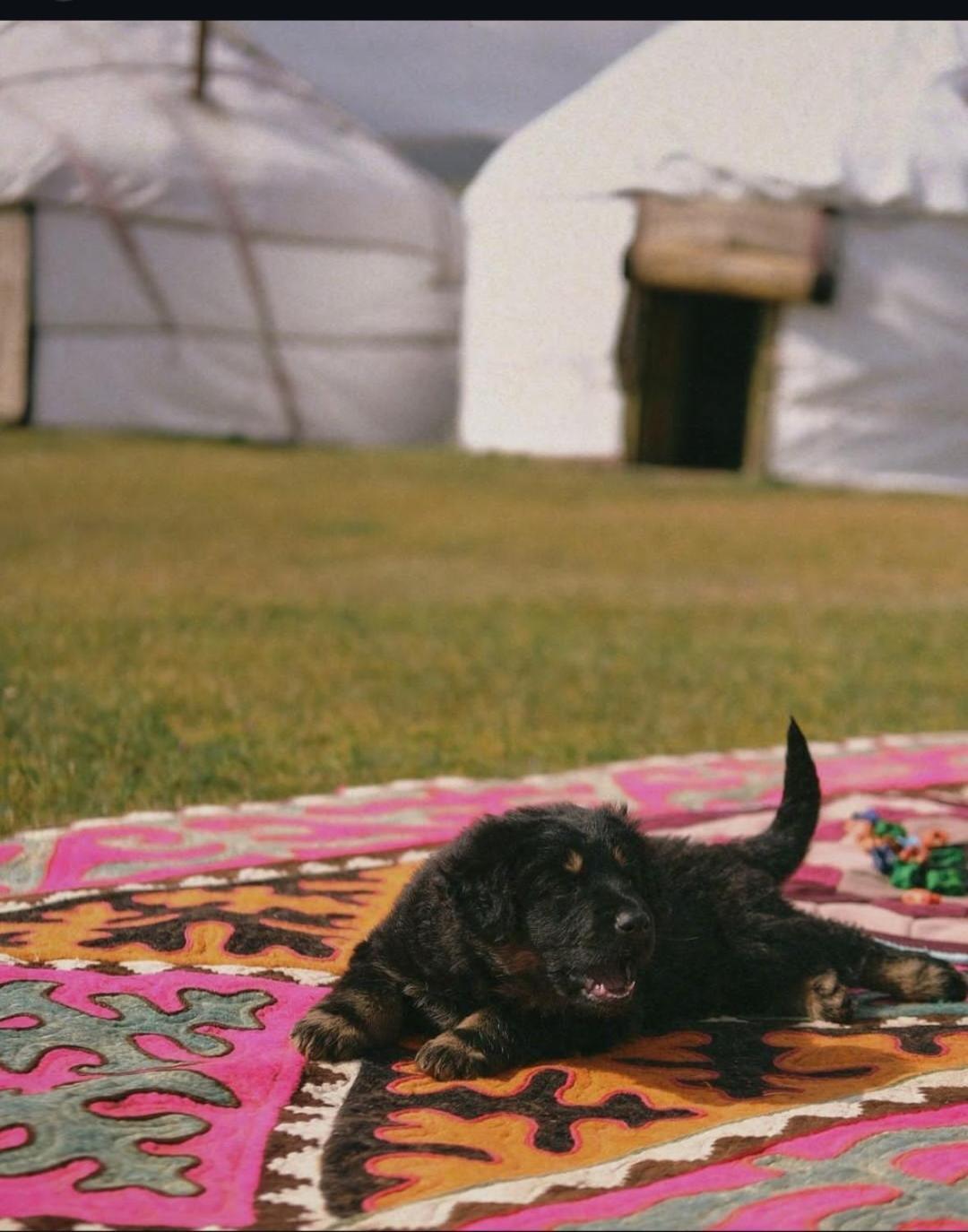 Zalkar Yurt Camp Hotel Song-Kul Exterior photo